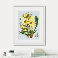 картина: himalaya plants yellow flower, 1869г. в Калуге