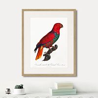 картина: beautiful parrots №9, 1872г. в Калуге