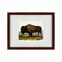 картина: american bison, 1845 в Калуге