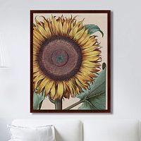 картина: large sunflower (flos solis maior), 1713г. в Калуге