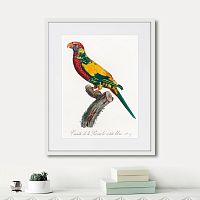 картина: beautiful parrots №7, 1872г. в Калуге