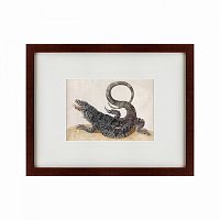 картина: black tegu lizard, 1700 в Калуге