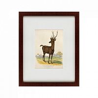 картина: a rusa deer, 1830 в Калуге