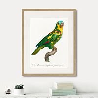 картина: beautiful parrots №11, 1872г. в Калуге