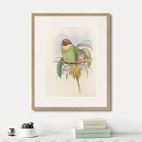 картина: bonaparte's parakeet, 1850г. в Калуге