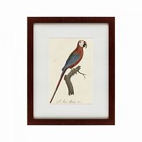 картина: ara macao (scarlet macaw), 1801 в Калуге