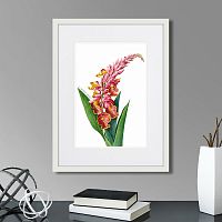 картина: caribian flora pink alpinia, 1740г. в Калуге