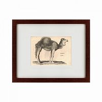 картина: arabian camel, 1809 в Калуге