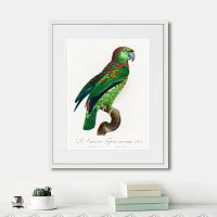 картина: beautiful parrots №4, 1872г. в Калуге