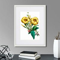 картина: caribian flora yellow allamanda, 1740г. в Калуге