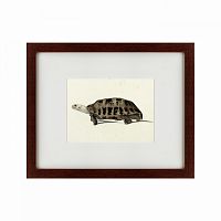 картина: a hand-painted illustration of an elongated tortoise, 1873 в Калуге