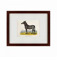 картина: a zebra, 1830 в Калуге