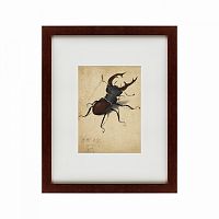 картина: stag beetle, 1505 в Калуге