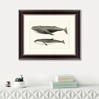 картина: humpback whale (megaptera versabilis), 1859 в Калуге