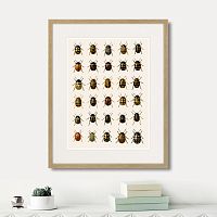 картина: assorted beetles №2, 1735г. в Калуге