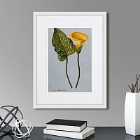 картина: yellow arum lily, 1899г. в Калуге