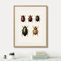 картина: assorted beetles №7, 1735г. в Калуге