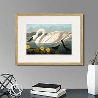 картина: common american swan (white), 1838г. в Калуге