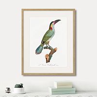 картина: beautiful toucans №3, 1806г. в Калуге