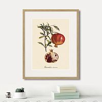 картина: juicy fruit lithography №7, 1870г. в Калуге