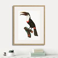 картина: beautiful toucans №2, 1806г. в Калуге