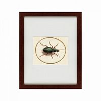 картина: beetle, 1700 в Калуге