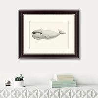 картина: bowhead whale (balaena mysticetus), 1856 в Калуге